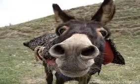 الاغ‌های قاچاقچی