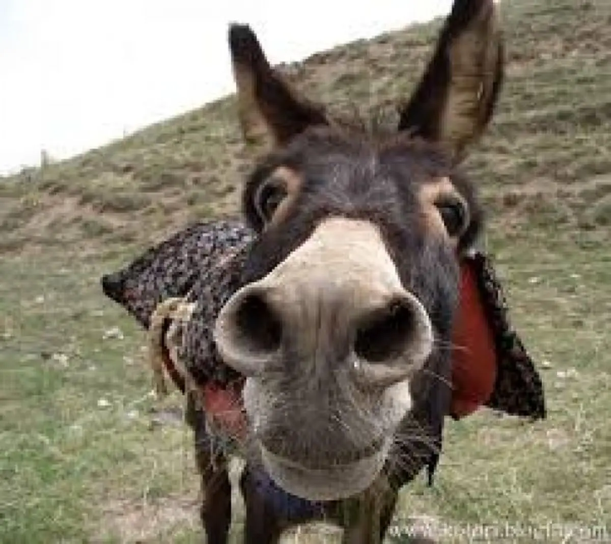 الاغ‌های قاچاقچی