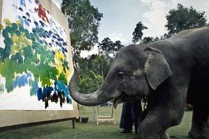 فیل‌هایی که نقاشی می‌کشند!/ عکس