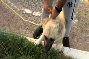 تصاویری جالب از سگی که به کمک یک شهروند مشهدی نجات پیدا کرد/ ویدئو