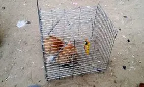 خشم دوستداران حیوانات از ایده به دام انداختن گربه‌ها/ تصاویر