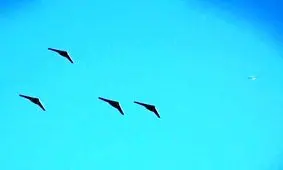 قدرت نمایی متفاوت پهپادهای سپاه پاسداران/ پرواز جمع پهپادهای شاهد ۱۸۱ بر فراز منطقه رزمایش/ عکس