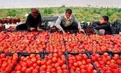 مطالبات گوجه‌کاران همدانی تسویه شد