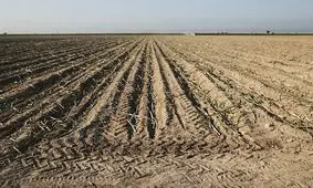 کشت گندم در ۱۰۸هزارهکتار اراضی استان بوشهر آغاز شد