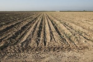 کشت گندم در ۱۰۸هزارهکتار اراضی استان بوشهر آغاز شد