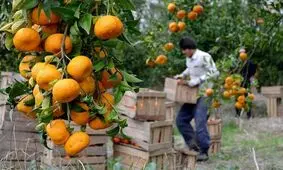 صادرات ۵ هزارتنی مرکبات از قائم‌شهر