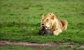 بازی شیر با بچه گراز قبل از خوردن!/ ویدئو