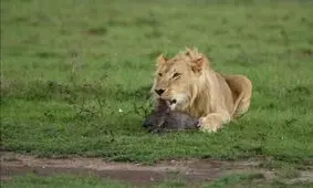 بازی شیر با بچه گراز قبل از خوردن!/ ویدئو
