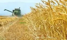 پرداخت 32000 میلیارد ریال وجوه خرید تضمینی گندم توسط بانک کشاورزی تا هفته اول تیرماه