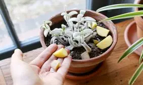 راه‌های از بین بردن پشه گلدان