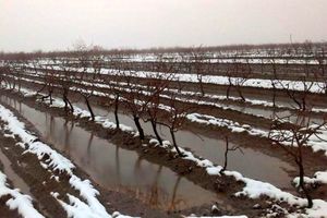 کشاورزان از فرصت یخ‌آب زمستانه برای مبارزه با آفات بهره ببرند