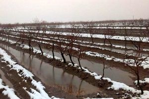 کشاورزان از فرصت یخ‌آب زمستانه برای مبارزه با آفات بهره ببرند