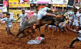 گاوبازی به سبک هندی‌ها/ تصاویر‌