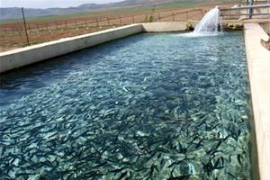 ۱۱۵۰ تن ماهیان پرورشی در منابع آبی کشاورزی ‌هرمزگان تولید شد‌