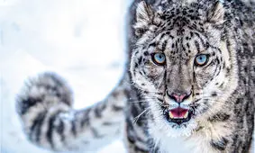 صدای پلنگ برفی را بشنوید/ ویدئو