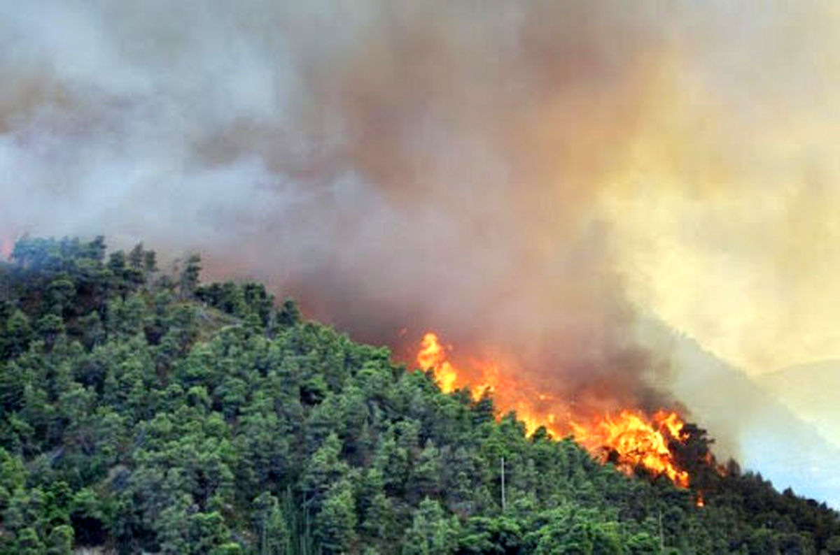 «تغییرات اقلیمی» عامل مهم آتش‌سوزی زمستانه جنگل‌های شمال کشور