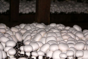 تاثیر کرونا بر بازار کار تولیدکنندگان قارچ در یزد