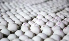 قیمت هر شانه تخم مرغ ۳۰ هزار تومان کاهش یافت