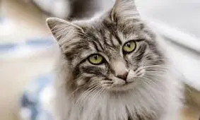 نجات‌ گربه‌ی‌ گرفتار در کابل‌ها توسط پرسنل اداره برق سوسنگرد خوزستان/ ویدئو