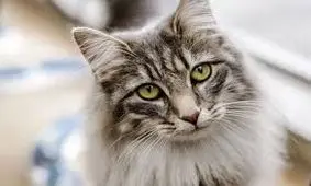 نجات‌ گربه‌ی‌ گرفتار در کابل‌ها توسط پرسنل اداره برق سوسنگرد خوزستان/ ویدئو