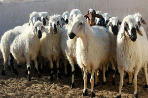 ۴۰ راس گوسفند قاچاق در هویزه کشف شد