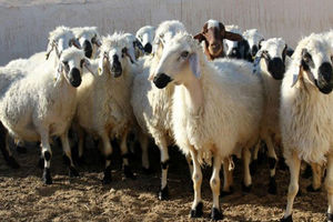 ۴۰ راس گوسفند قاچاق در هویزه کشف شد