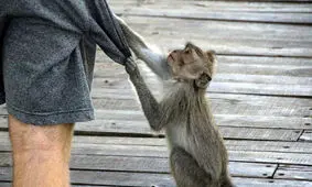 میمون‌ها متوجه ارزش اشیاء می‌شوند!