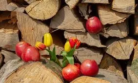 میوه‌ای که در درمان سردرد معجزه می‌کند