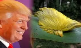 کرمی خطرناک که شبیه ترامپ است!