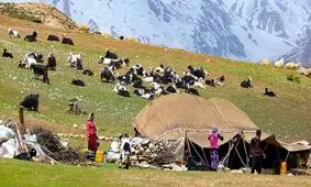 اختصاص بیش از ۹ میلیارد تومان برای تکمیل زنجیره تولید گوشت قرمز در ایلام