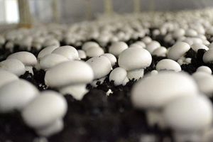 سالانه ۱۴ هزار تن قارچ در قزوین تولید می‌شود