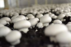 سالانه ۱۴ هزار تن قارچ در قزوین تولید می‌شود