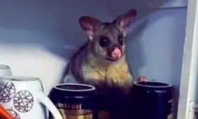 شوکه شدن زن از دیدن مهمان ناخوانده در کابینت آشپزخانه!/ ویدئو