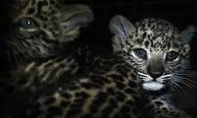 تسنیم: دادستانی کل کشور، پیگیر پرونده هیرکان شد