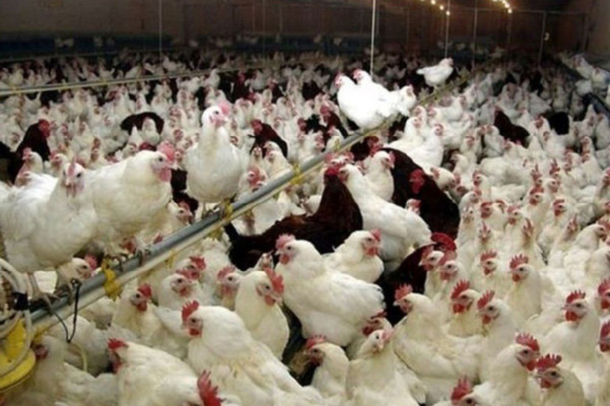 آنفلوانزای مرغی در آذربایجان‌شرقی مشاهده نشده است