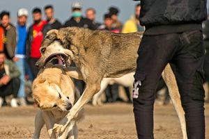 جنگ خونین سگ‌ها با شرط بندی در گلوگاه مازندران/ تصاویر‌