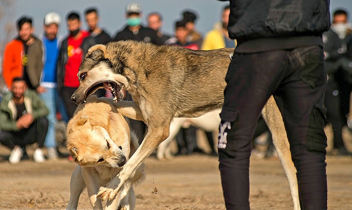 جنگ خونین سگ‌ها با شرط بندی در گلوگاه مازندران/ تصاویر‌