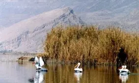 عدم تامین حقابه، برخی تالاب های آذربایجان غربی را تهدید می کند