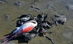 ورود گردشگر به میانکاله ممنوع شد