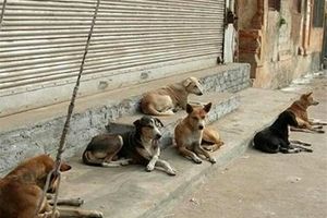 مشکلی به نام سگ های ولگرد در مازندران