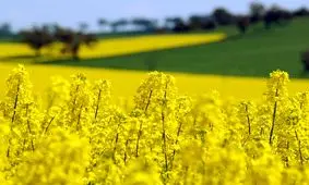 ظرفیت خودکفایی در تولید دانه‌های روغنی را داریم