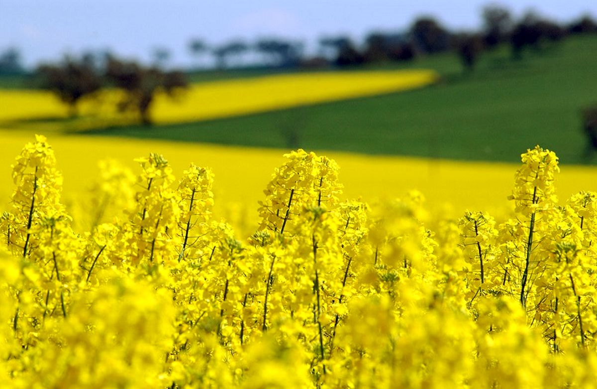 ظرفیت خودکفایی در تولید دانههای روغنی را داریم