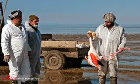 علت تلف شدن پرندگان میانکاله هنوز نامشخص است/ تلفات ناشی از آنفلوآنزا نیست