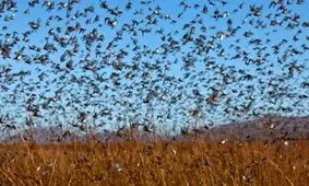 پیش‌بینی هجوم چند برابری ملخ‌ها به یک میلیون هکتار از اواخر بهمن