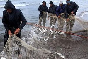 کاهش ۲۰ درصدی صید ماهی از دریای خزر