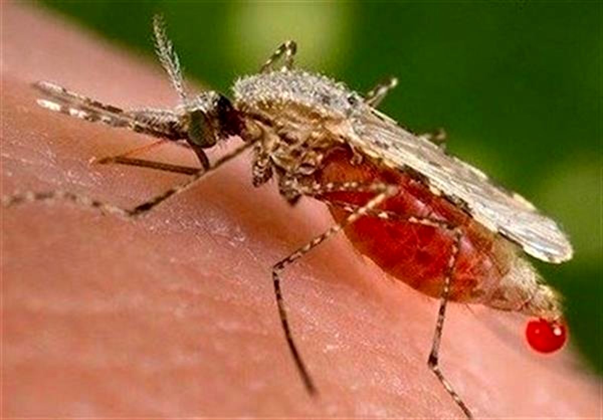 پشه‌های بیماری‌زا در کمین مردم شرق کشور/ خطر ورود و شیوع بیماری تب دانگ از مرزهای شرقی