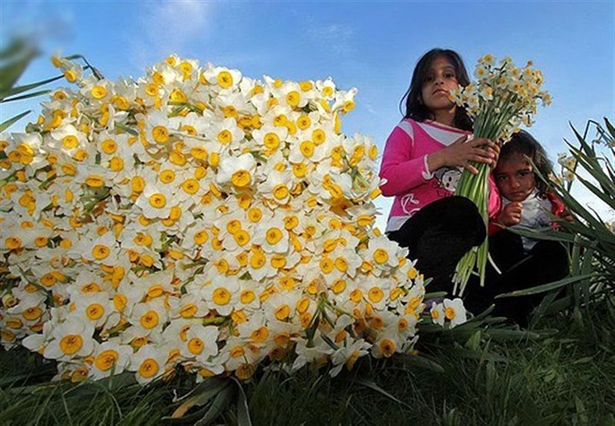 برداشت گل نرگس در گچساران آغاز شد