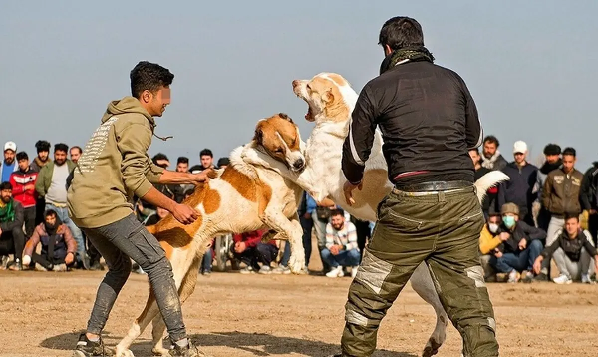 بازداشت عوامل برگزاری جنگ سگ‎ها