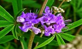 پنج انگشت، گیاهی برای سلامتی زنان