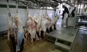 کشتارگاه‌های دام کوچک ‌مقیاس در خراسان جنوبی احداث می‌شود
